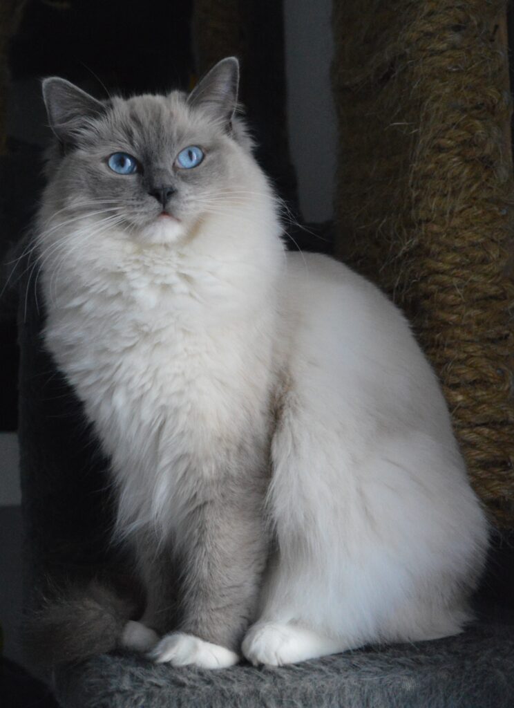 A striking blue bicolor Ragdoll cat, a representation of the largest cat breed, and a black Ragdoll cat available for sale