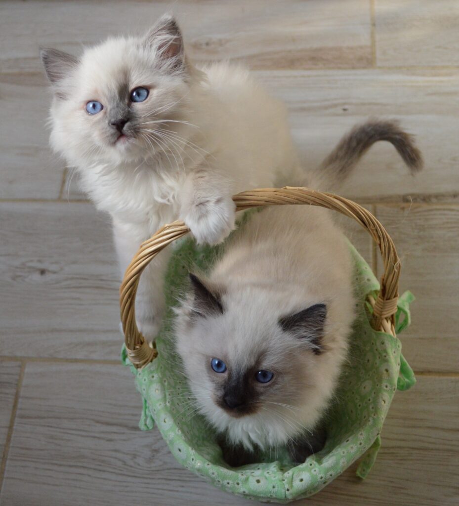 Blue bicolor Ragdoll kitten available for sale, and information about the pricing of black Ragdoll cats