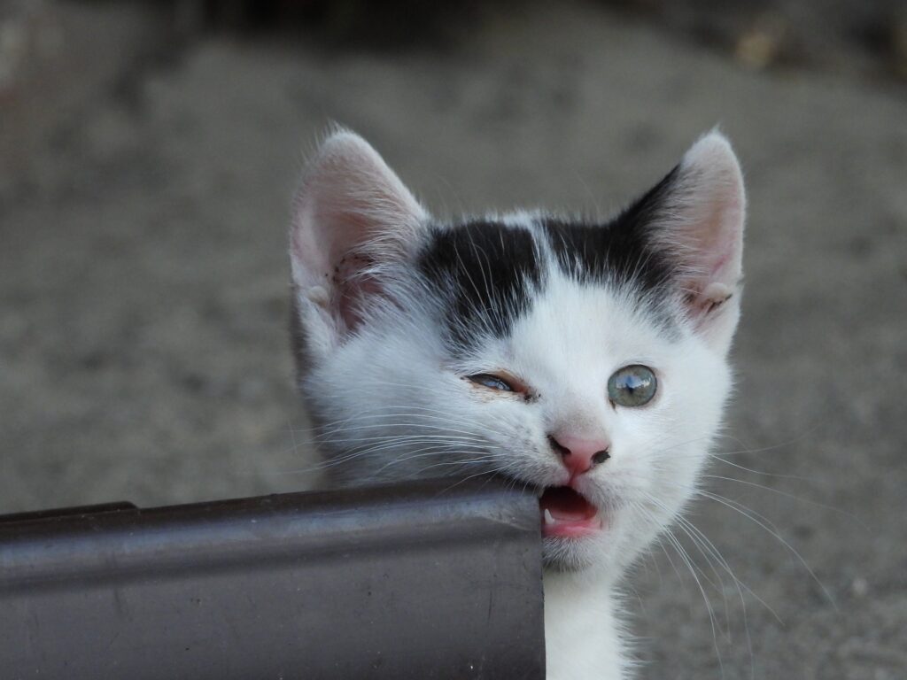 A cute tabby kitten with a mischievous smile playfully biting a piece of furniture and a blanket.