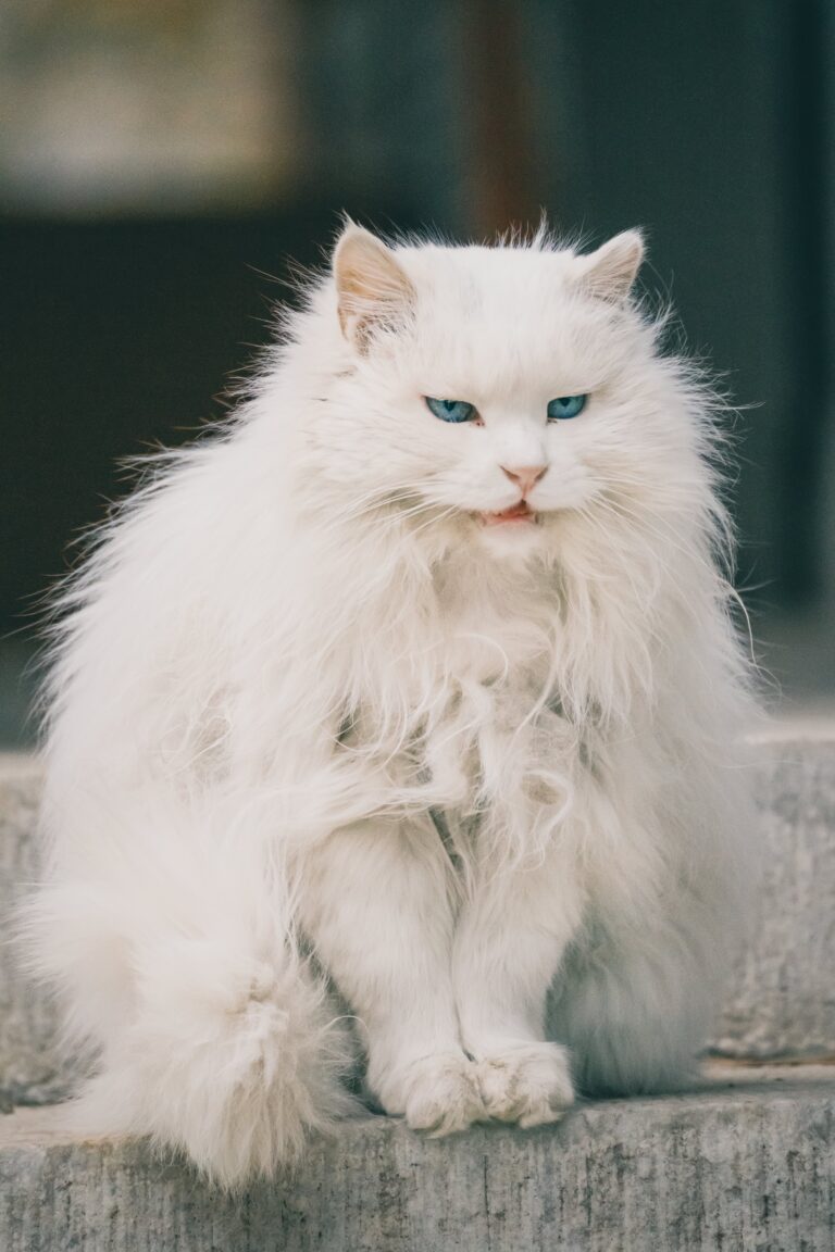Aggressive white cat displaying teeth in a warning posture for bite