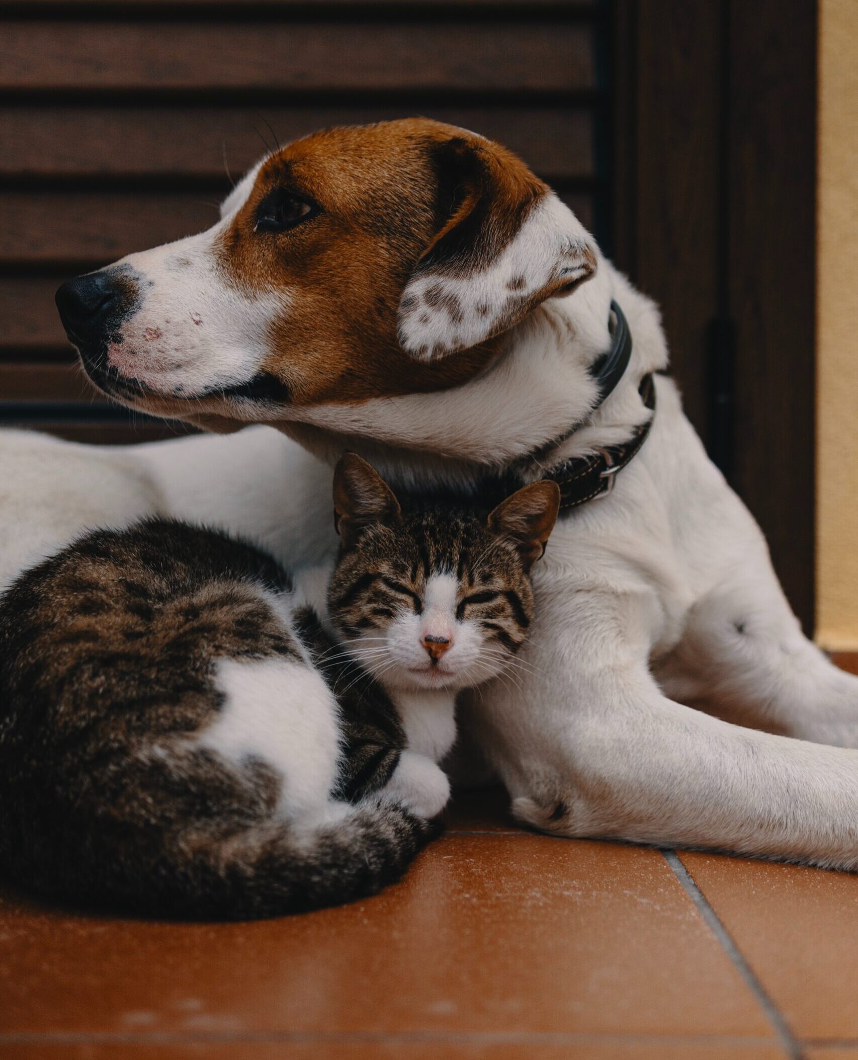 A cat and a dog sitting together with their heads touching, showcasing their heartwarming friendship.