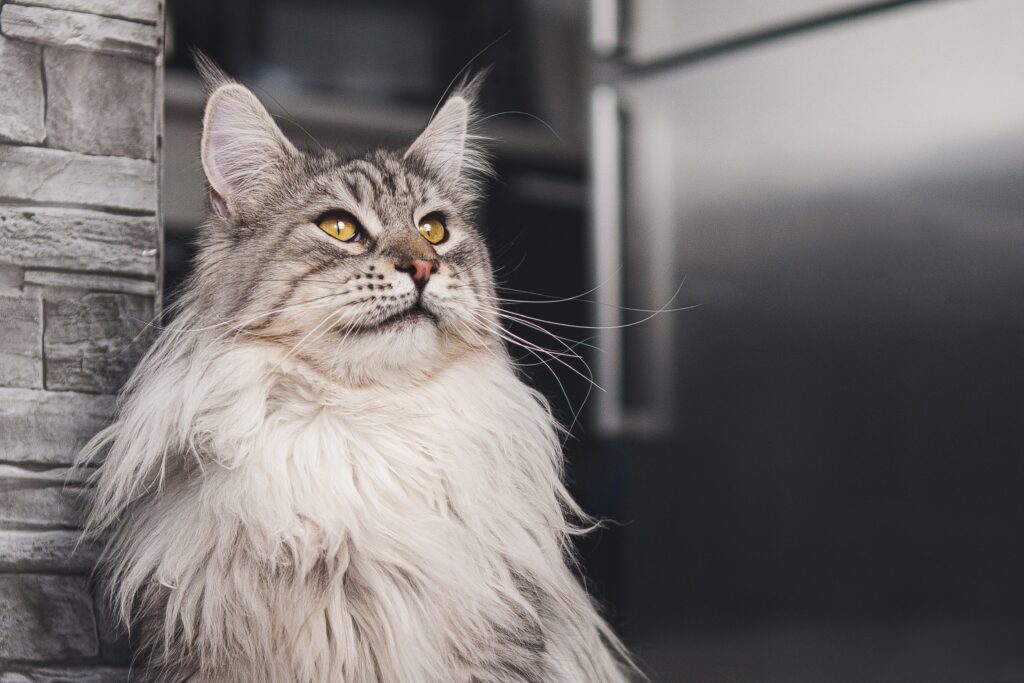 Maine Coon, the largest domestic cat breed, displaying its notable big paws