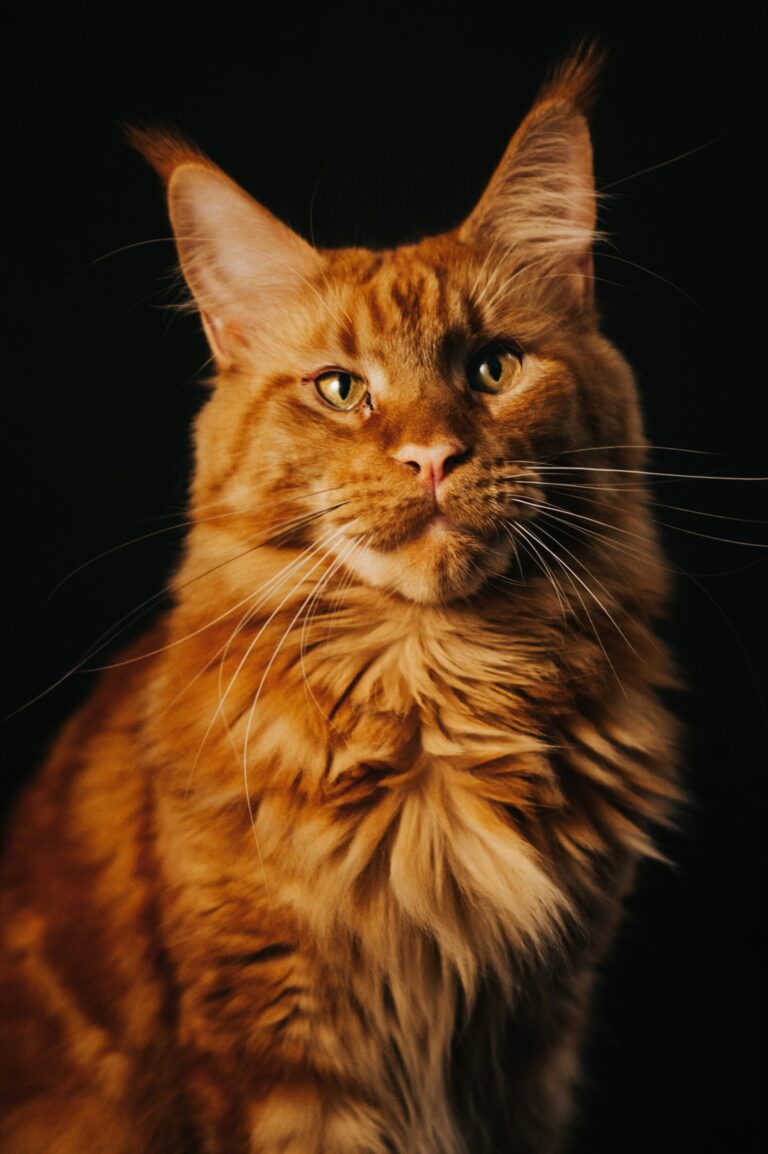 A yellow cat looking at the camera with various cat breeds, including Bengal, Maine Coon, Tabby, Munchkin, Savannah, and Norwegian Forest cats.