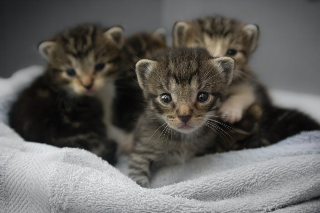 Adorable Maine Coon kittens, the largest of the cute cat breeds, including a charming black Maine Coon kitten