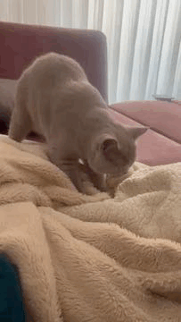 British Shorthair cat kneading on a blanket