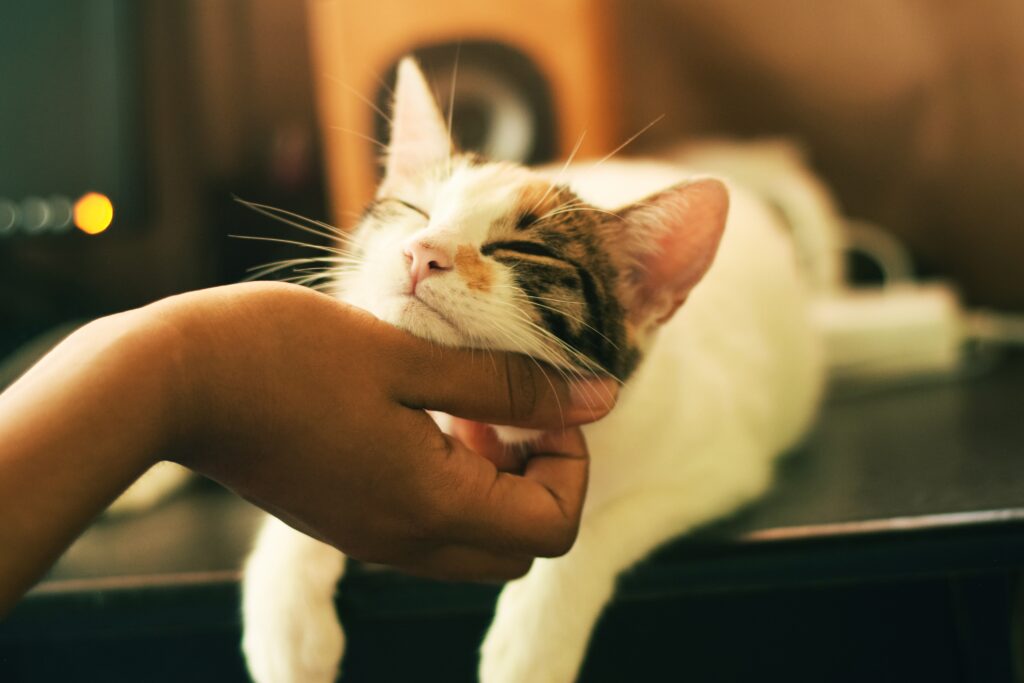 A contented tabby cat wearing a happy smile while being gently petted by its caregiver, radiating peace and happiness.