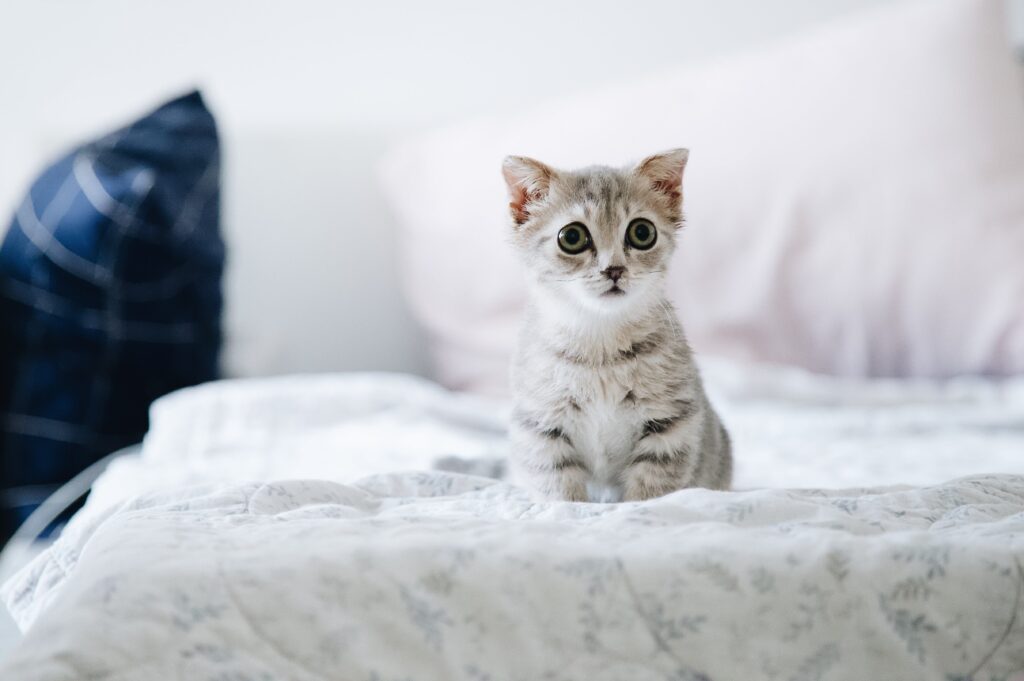 A lovely adult kitten with a cute surprised expression, featuring a white fur coat, cat vision, cat sight, vision of cats