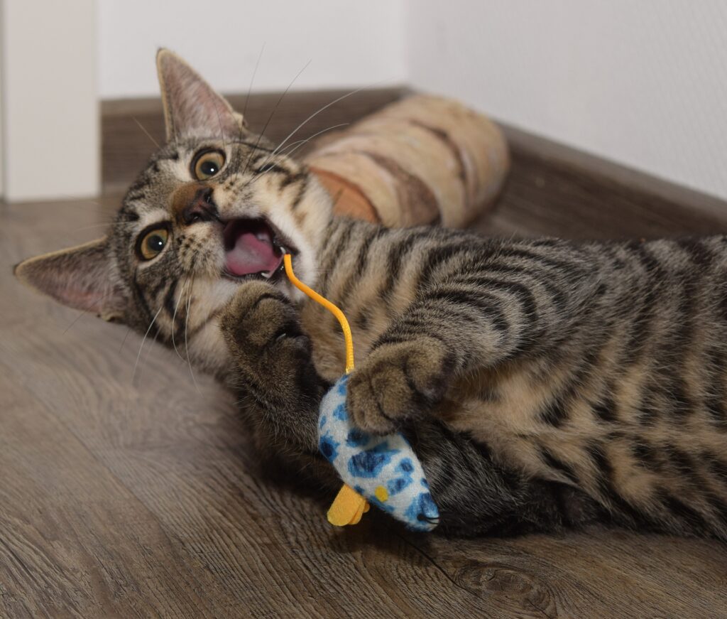A cute tabby cat in hunting mode, pouncing after a mouse toy and playfully chasing a bird, showcasing its natural instincts.
