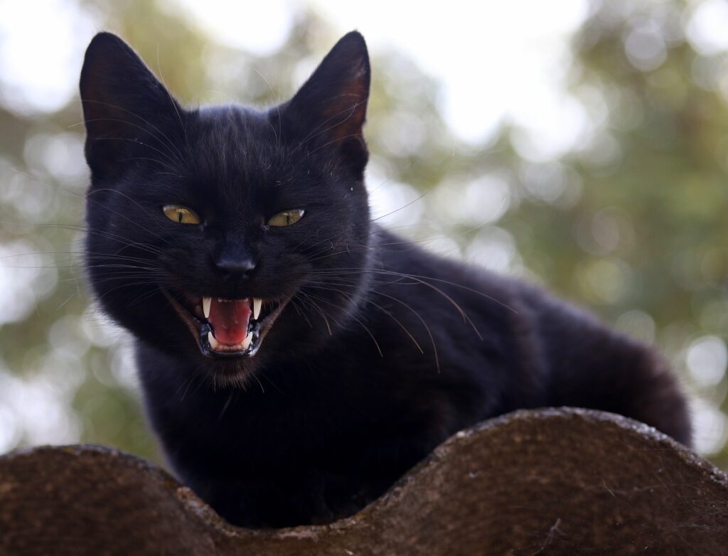 Image of a black Maine Coon cat displaying aggressive behavior, baring its teeth in a problematic manner.