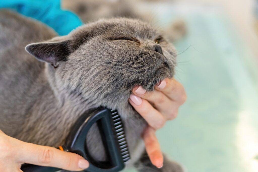 A contented gray British Shorthair cat enjoying a grooming session with a brush, displaying a happy demeanor.