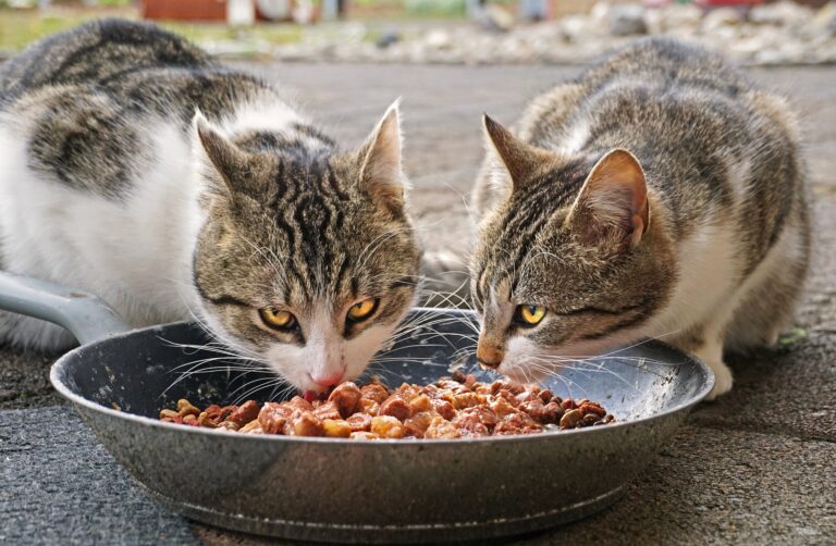 Two tabby cats enjoying a meal together, eating wet food from a plate placed on the street
