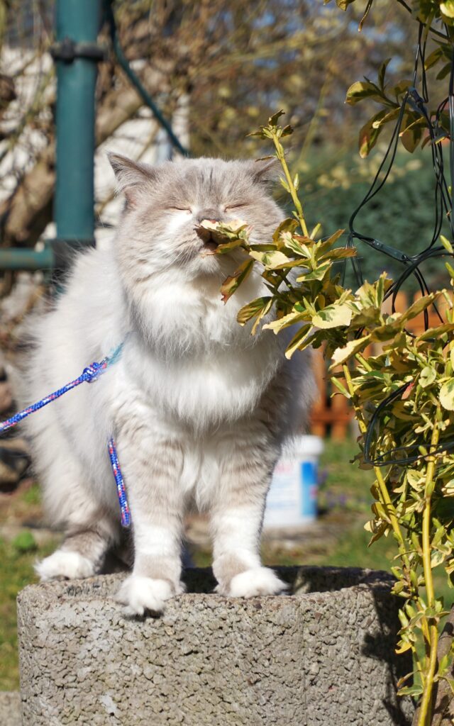 A large Maine Coon, the biggest cat breed, sniffing a tree, showcasing the cat's heightened senses of smell and exploration