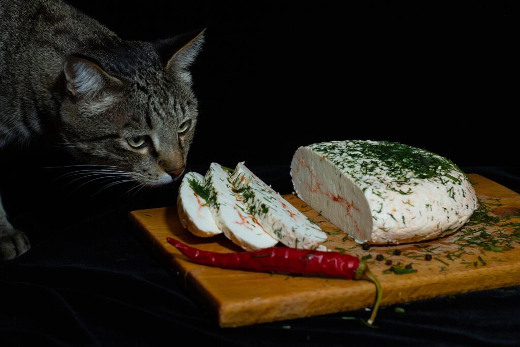 A tabby cat captured in the act of smelling a delectable combination of tasty cheese and pepper, savoring the anticipation of flavors.