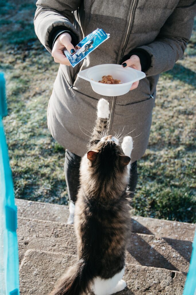 A charming tabby cat begging for food outside, displaying a cute and hopeful demeanor as a kind individual offers nourishment.