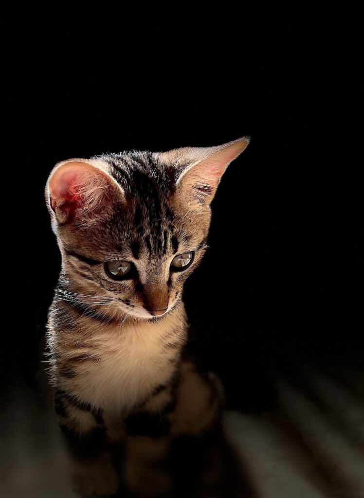 A tabby cat kitten with big ears, showcasing its exceptional hearing abilities.