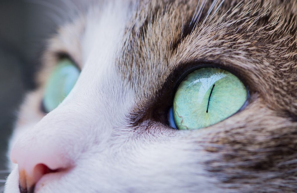 Close-up of a tabby cat's eye, focused and looking into the camera, emphasizing the importance of eye health care, cleaning, and regular check-ups