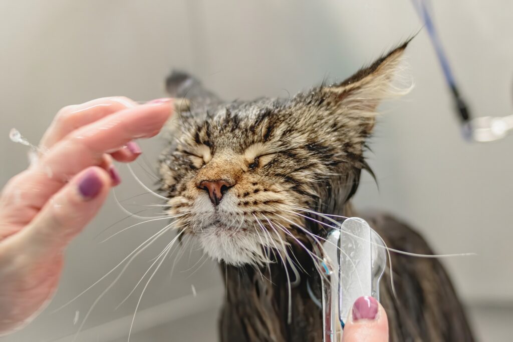 A cute tabby cat getting a bath and blow-dry, displaying a happy expression with wet fur.