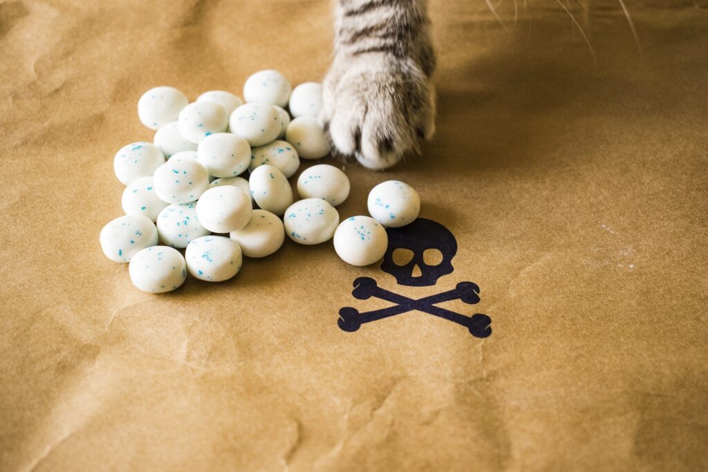 Image of cat paw beside pills, symbolizing behavioral problems and the use of medication or drugs for treatment.