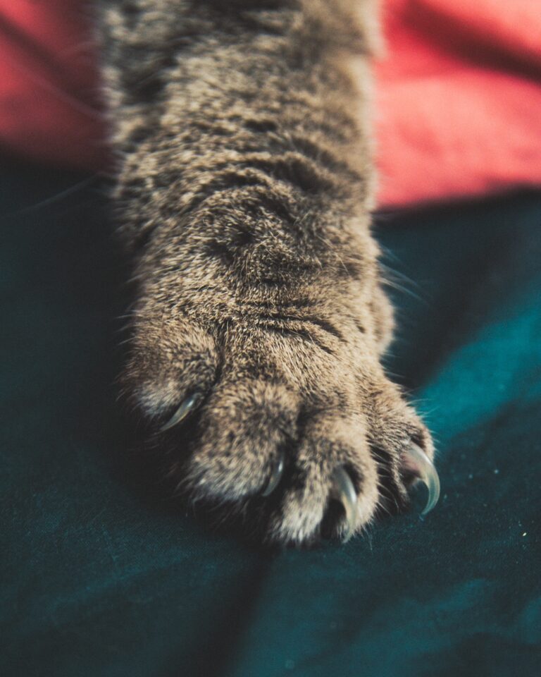 Close-up of a tabby cat's paw with claws, emphasizing the natural state of cat claws and the importance of claw care, including declawing alternatives and trimming