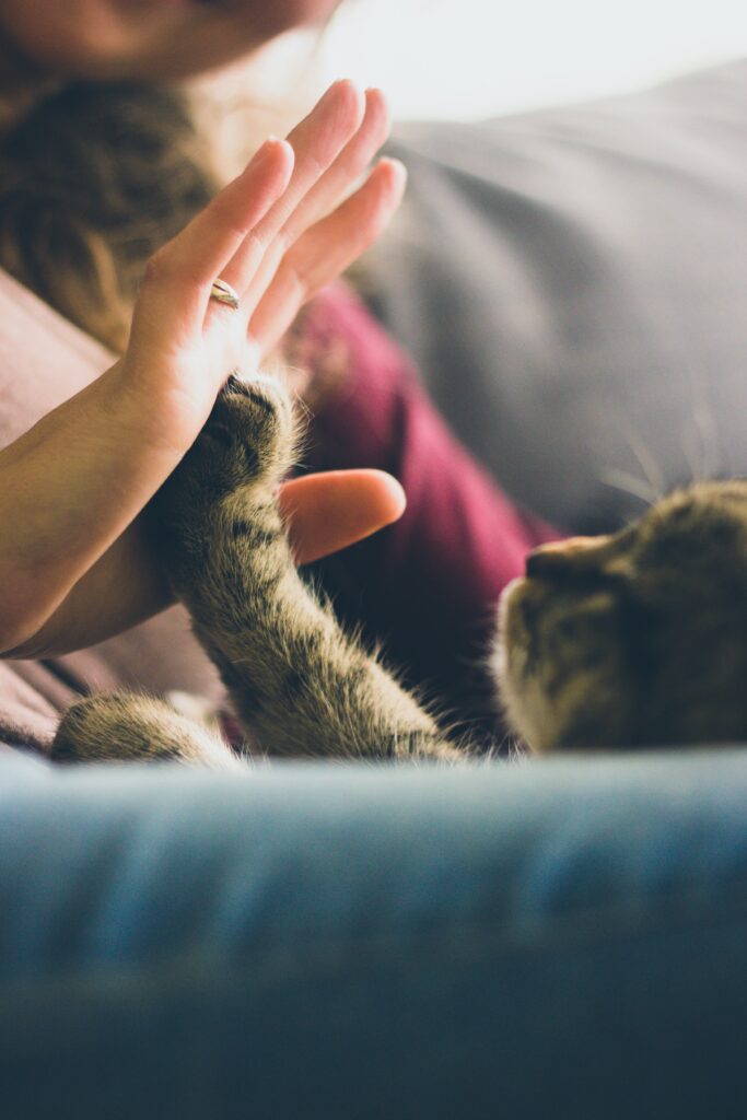 A peaceful and cute moment as a tabby cat's paw gently touches a human hand, creating a happy and harmonious connection.