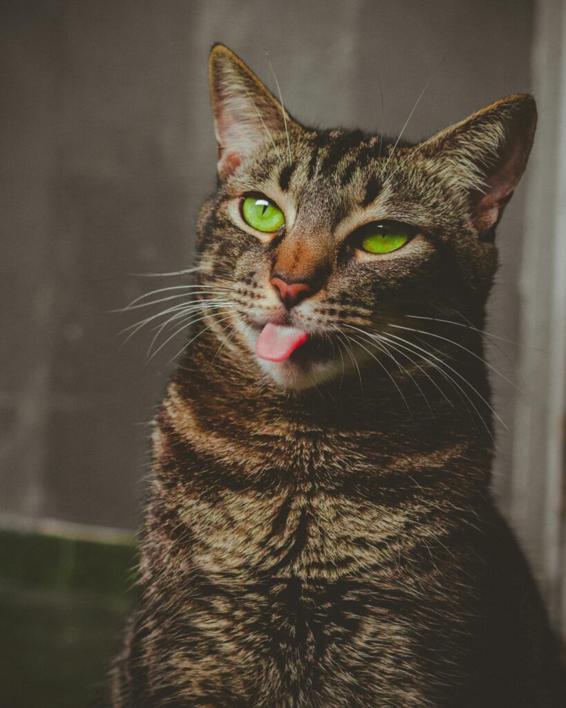 A cute and happy tabby yellow cat playfully showing its tongue, celebrating its sense of taste and expressing contentment.