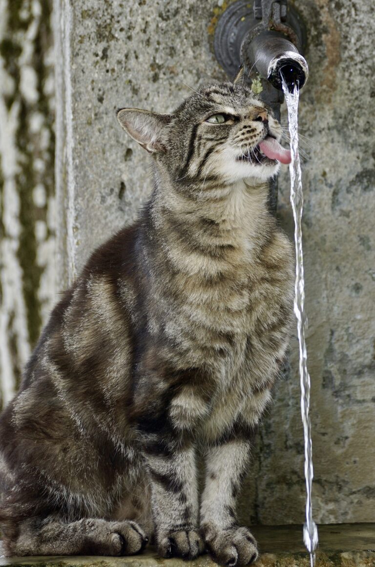 A happy tabby cat joyfully drinking running water from a faucet on the street, showcasing a cute and endearing moment