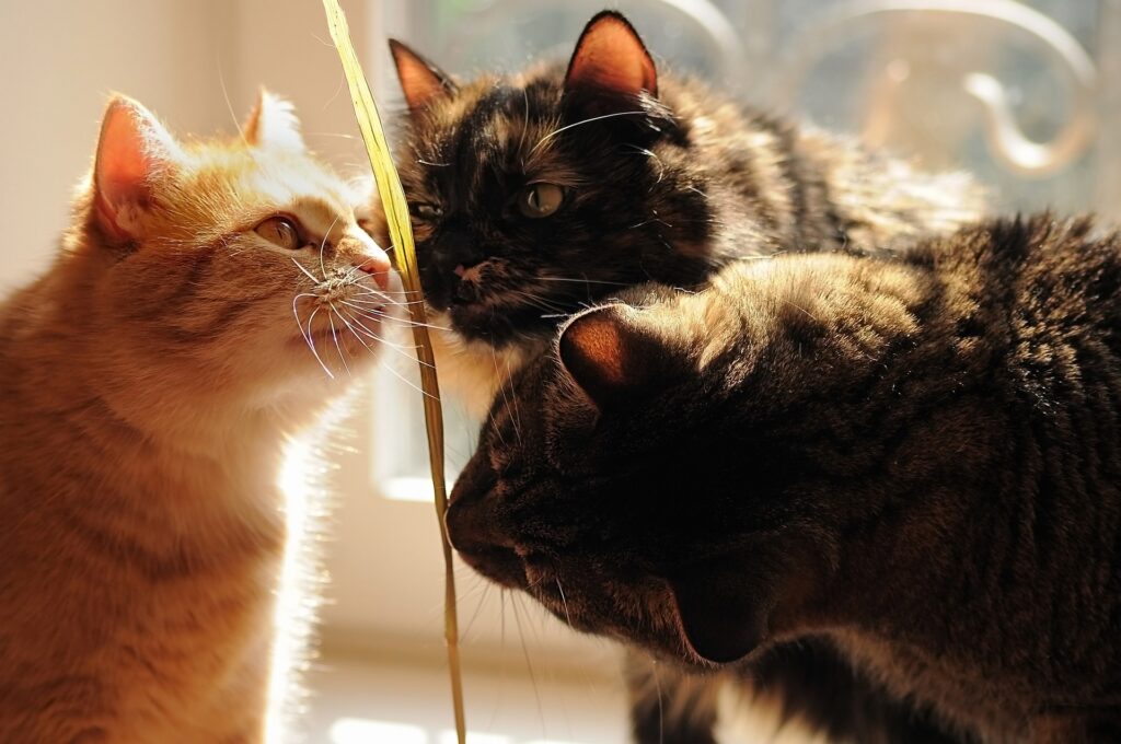 Three tabby cats, one yellow, one black, and one brown, engaging in a communication ritual by sniffing each other, fostering feline social bonds.