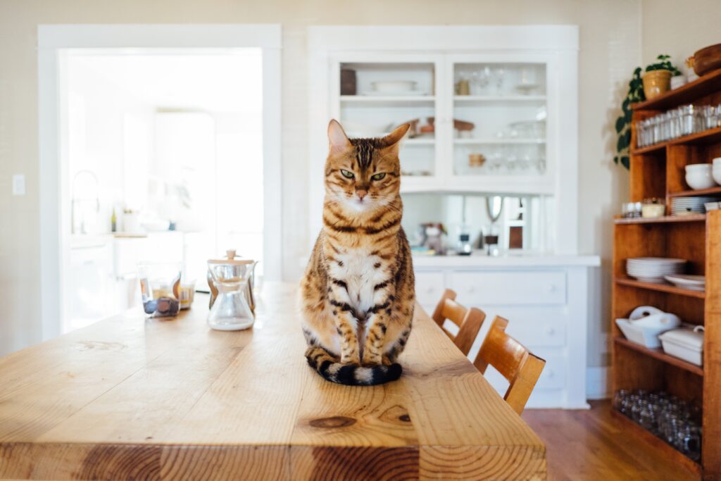 A tabby yellow cat sitting inside a room, including on a dinner table, demonstrating an extraordinary sixth sense, possibly detecting an earthquake.