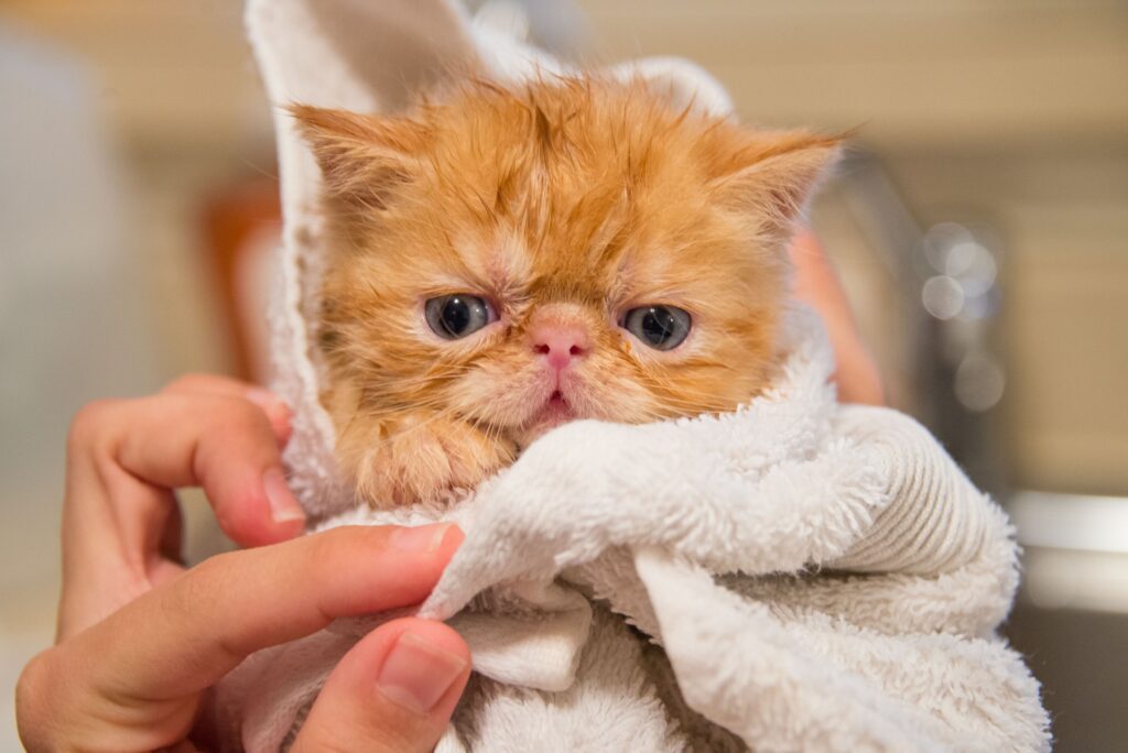 A charming yellow tabby kitten cutest cat, wrapped in a towel, after a shower with wet fur, showcasing the adorable aftermath of a bath.