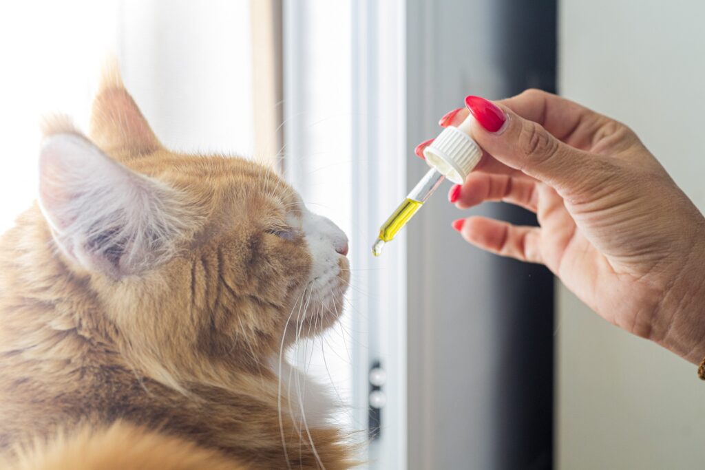 Image of a yellow tabby cat with behavior problems, willingly taking medicine and pills, transforming into a happy and relaxed state.