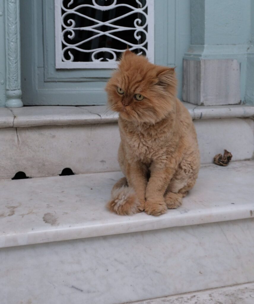 A missing cat found outdoors, with an unusual shaving pattern resembling a lion's mane on its head and shorter fur on other body parts, patiently waiting on stairs for its owners.