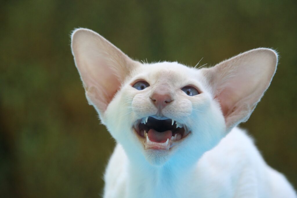 A Siamese cat with large ears, showcasing its keen sense of hearing, looks directly at the camera while playfully showing its teeth.