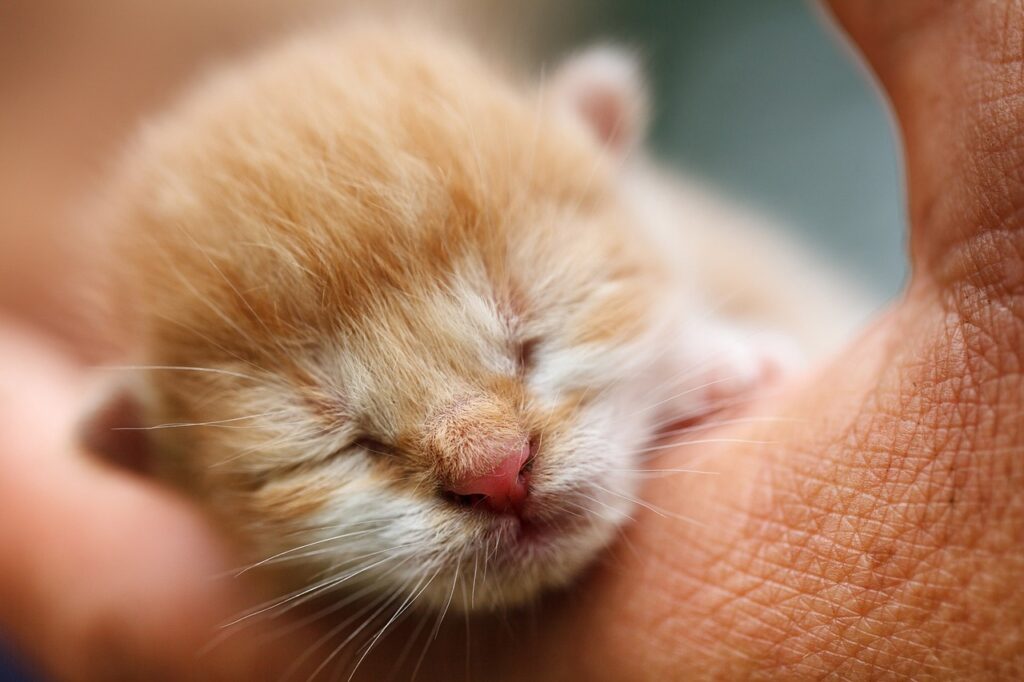A picture of tabby cat kittens, with a tiny yellow newborn displaying its sense of smell with a cute, newborn nose.