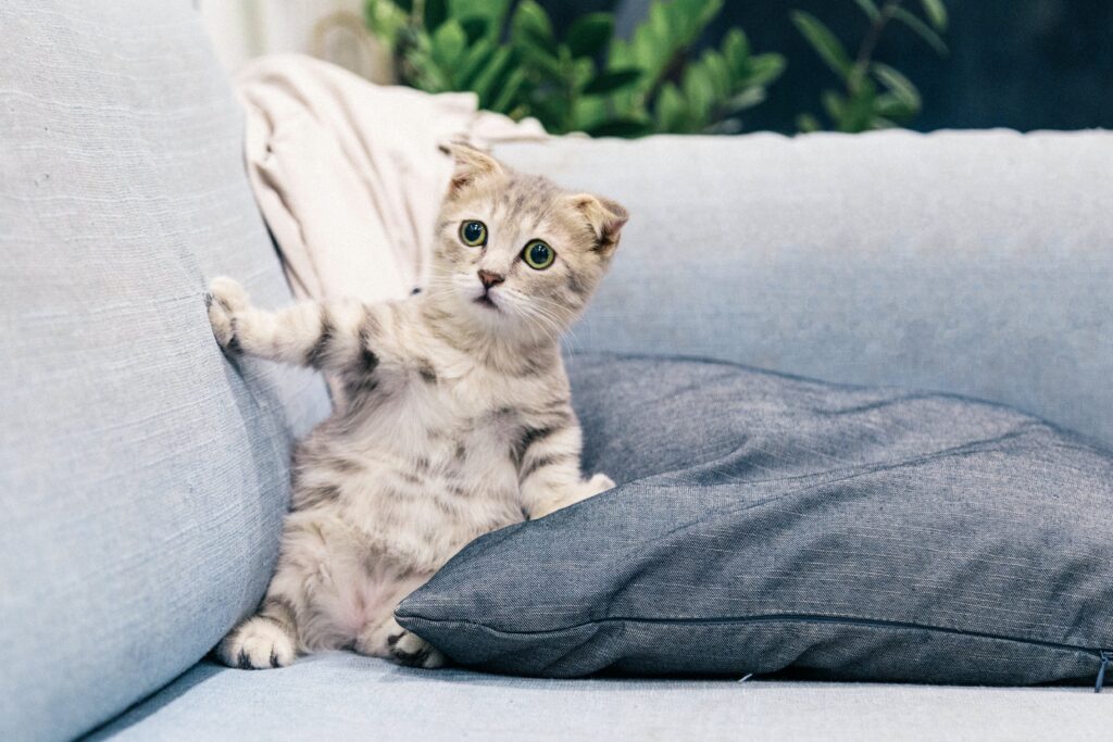 AI-generated image of an adult cute kitten with a shocked expression, peering between cushions and looking around in surprise.