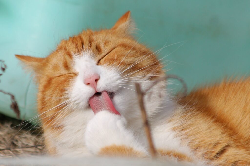 A content tabby cat with yellow fur happily licking its paws, engaging in meticulous grooming behavior, showcasing a healthy cat's self-care routine.