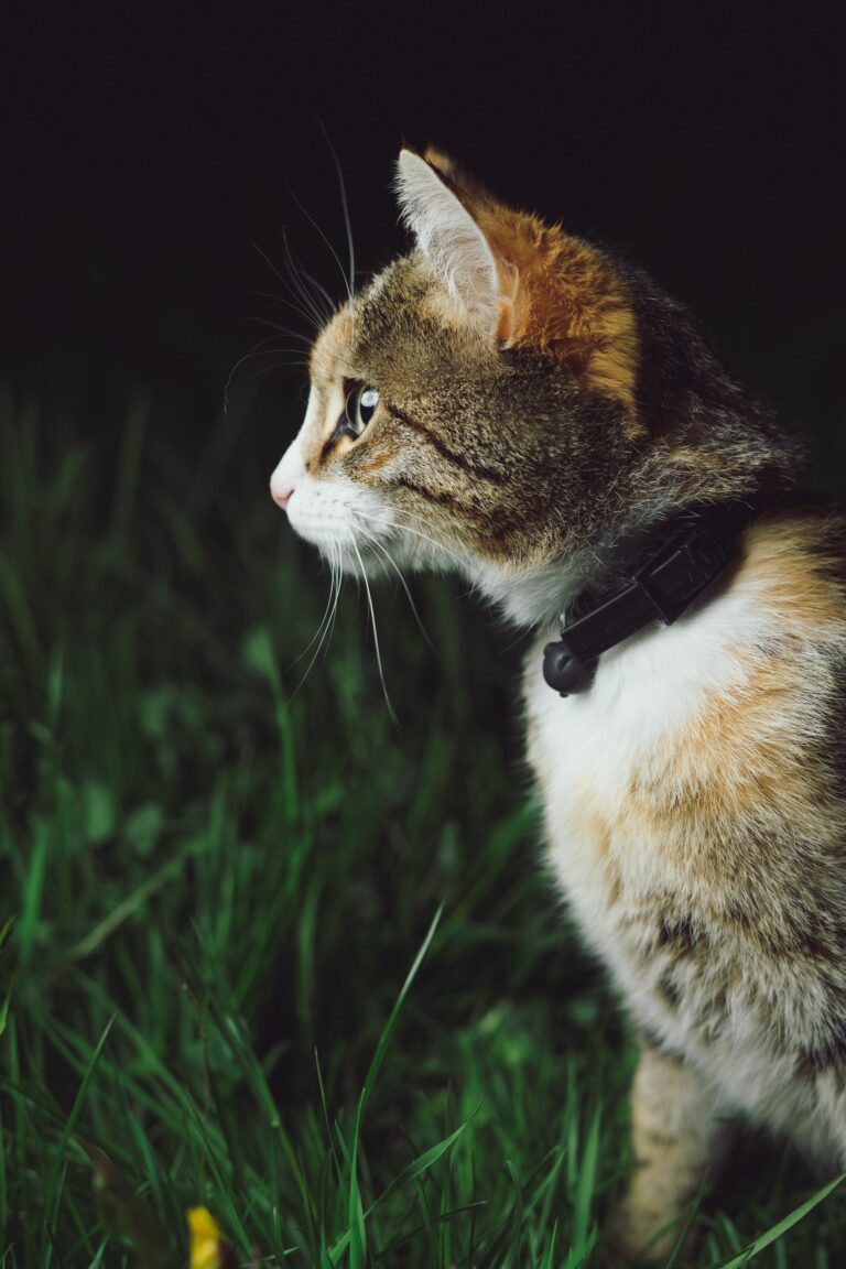 A tabby indoor cat ventures outside into the darkness of the night, potentially facing dangers in an unfamiliar environment.