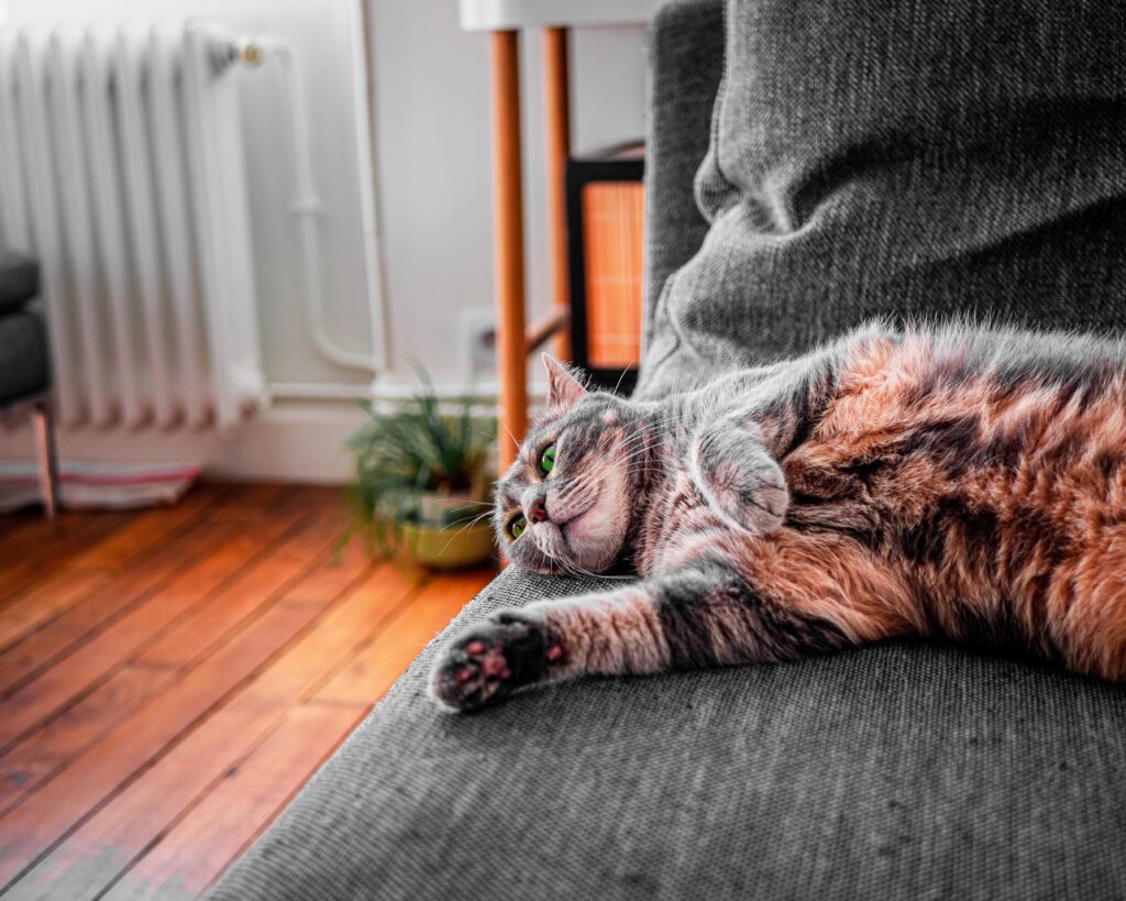 A contented cat reclining in comfort, exemplifying good cat care and demonstrating typical cat behavior in a safe and nurturing home environment