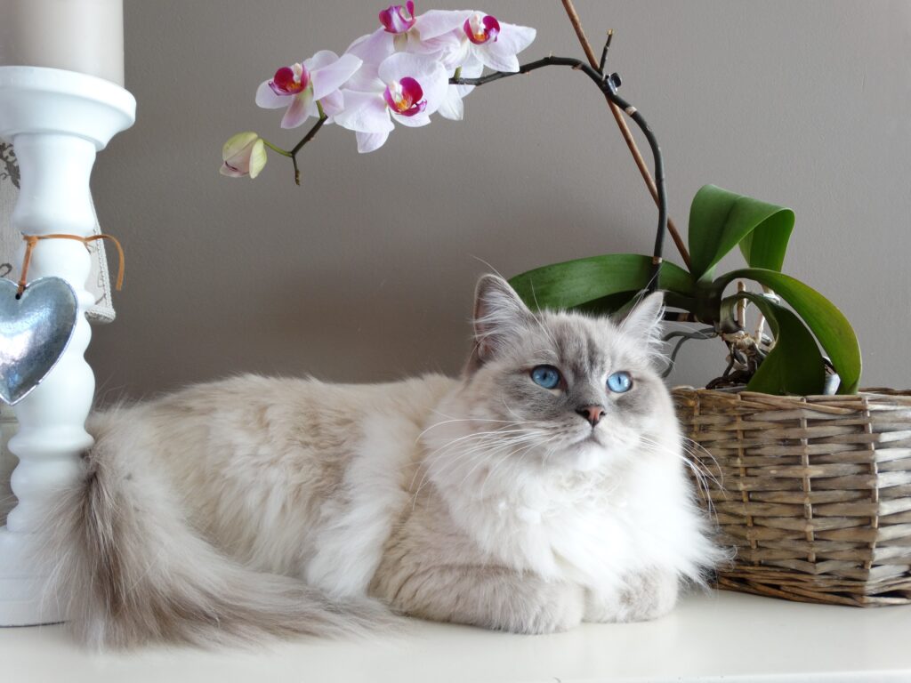 A serene white cat gazes peacefully, complementing a home decor setup with flowers and a cozy cat basket
