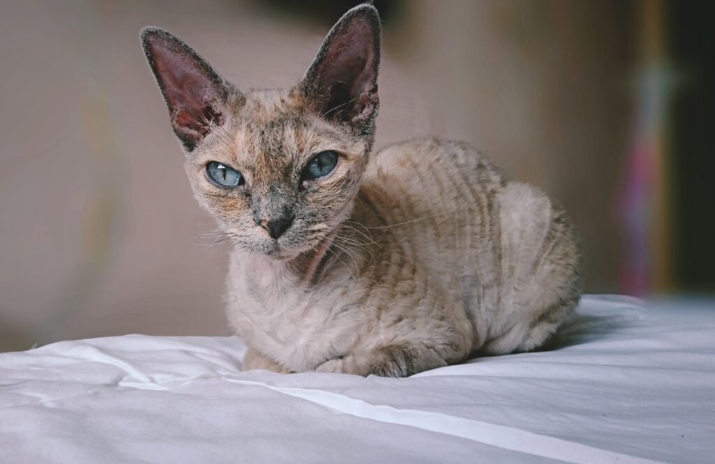 A Sphinx cat with Savannah characteristics, gazing at the camera with large ears, showcasing its exceptional hearing abilities.