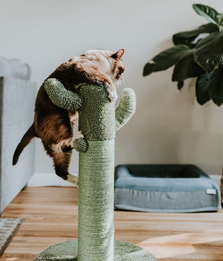 A cat, possibly a Tabby or Maine Coon kitten or adult, joyfully using a long scratching post or cat scratch board for claw maintenance and stretching.