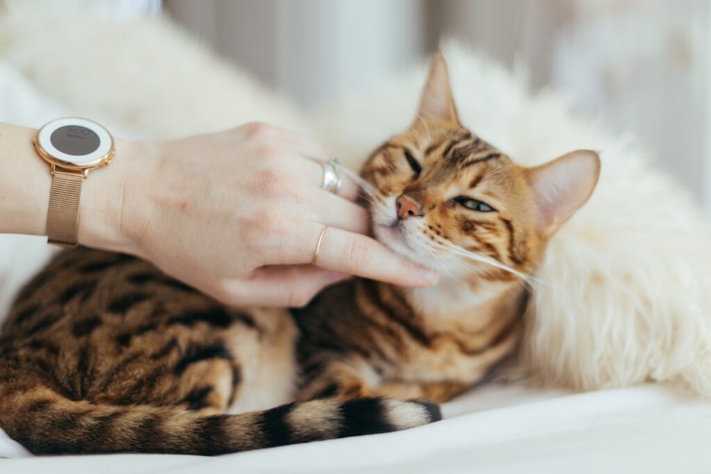 A joyful tabby cat, looking endearingly at people while a hand points a finger, inviting the cat to playfully touch noses