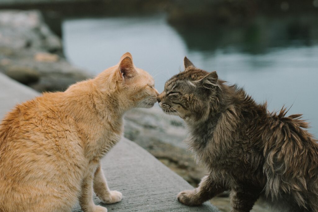 Two adorable tabby cats touching noses, exemplifying socializing and friendly behavior, showcasing a heartwarming moment of feline companionship.