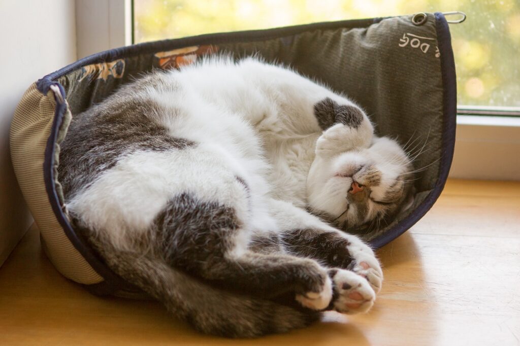A blissful tabby cat sleeping peacefully inside a basket, radiating happiness and contentment
