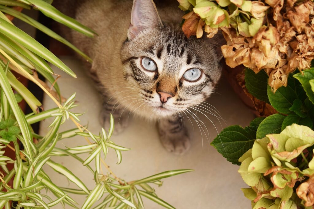 cat, flower, courtyard-1649081.jpg