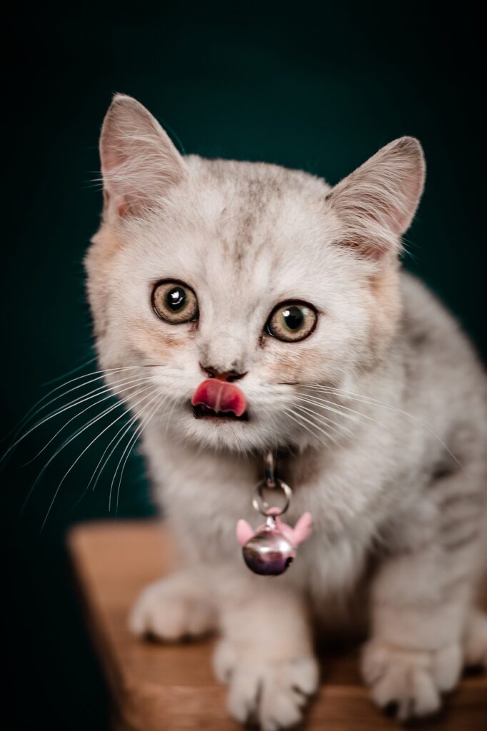 A cute white Maine Coon kitten playfully showing its tongue, highlighting the sense of taste in this adorable feline.