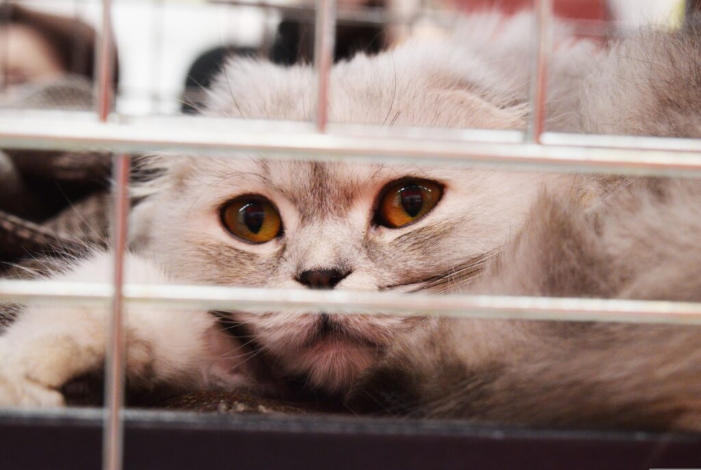 A cat gazes wistfully from behind the bars of a shelter, symbolizing the need for cat rescue and the plight of a sad kitten in need of saving.