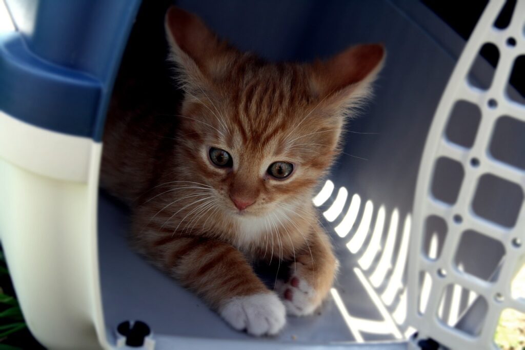 cat, transport box, kitten-5047346.jpg