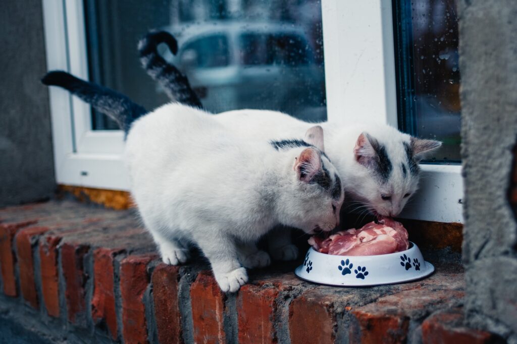 Two white cats enjoying a meal together, delicately eating meat from a bowl placed on the edge of a window