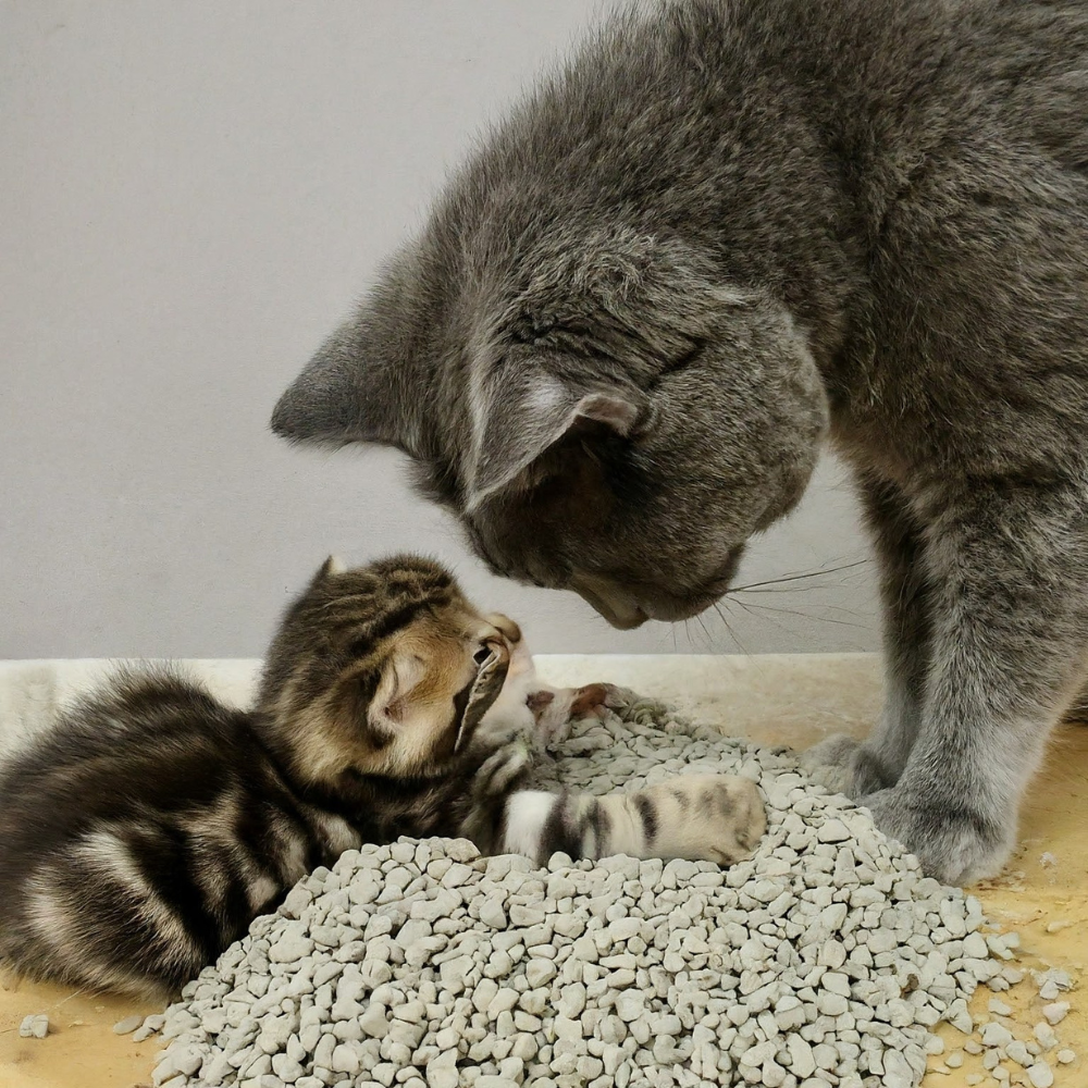 A mother cat and her kitten looking at the camera, capturing a tender moment as the mom teaches her kitten how to use the litter with gentle paw guidance.